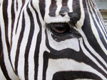 Zebra Close up