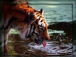thirsty tiger