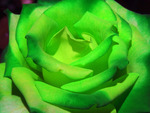 Color Chainged Rose