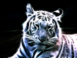Neon White Tiger