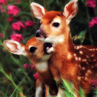 White Tailed Deer MOM n BABY