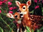 White Tailed Deer MOM n BABY