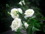 Lovely white flowers