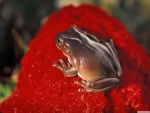 CUTE FROG ON RED