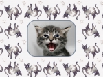 Kitten :)