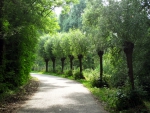 Lovely path