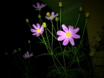cosmos flower