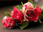 â™¥ special  roses â™¥