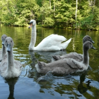 Swan family