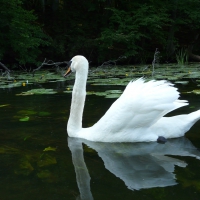 Swan