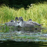 Little swans