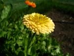 Yellow Marigold