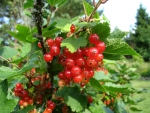Red Currant