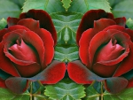 Scarlet Red Roses For My Friend Yaty