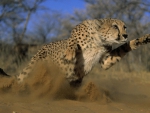 cheetah runnung
