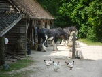Working Shire Horses 1