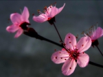 Early Spring~Japanese Plum Blossoms~Ume æ¢…