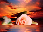 Sunset Rose