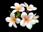 Plumeria For My Friend Adelina