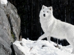 Arctic Wolf