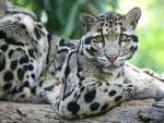Clouded Leopard