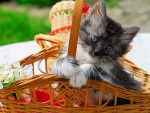 Cat in basket