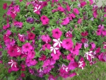 Pink Petunias pot