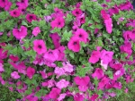 Pink Petunias at the park