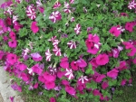 Pink and red Petunias at the park