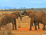 fighting elephants