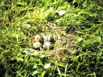 Nest with Kievit eggs