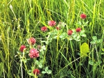 Red Clover Flowers in the field