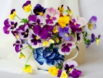 Colorful violets