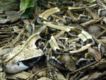 GABOON VIPER