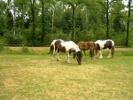 Lovely Horses