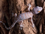 Tokay gecko