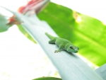 Gecko