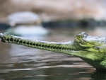 Gharial