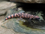 GILA MONSTER