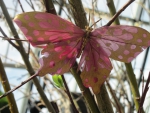 Pink Butterfly at the garden