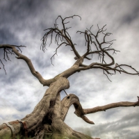 gnarled tree hdr