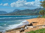 Driftwood on a beautiful yellow sand beach on Kauai Hawaii