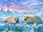 Seal Pups