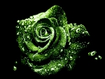 GREEN ROSE WITH DROPS