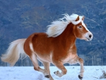 horse in winter