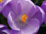OPEN CROCUS