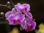 PURPLE ORCHID