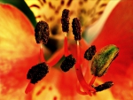 STAMEN OF A TIGER LILY