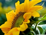 SIDE LOOK OF SUNFLOWER