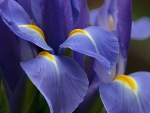 iris